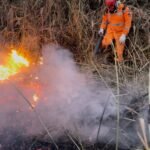 Corpo de Bombeiros de Unaí realiza captura de animal silvestre em loja de conveniência