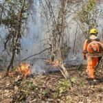 Pesquisadores revelam que bananas maduras podem causar desconforto intestinal