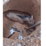 UAI Municipal centraliza serviços de RG e Habilitação