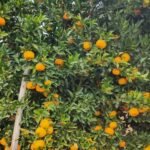 Unaí retoma coleta seletiva e inicia projeto piloto em dois bairros