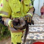 PM apreende armas durante cumprimento de mandado em Paracatu