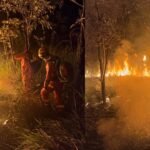 Corpo de Bombeiros atua em captura de animal silvestre em Unaí